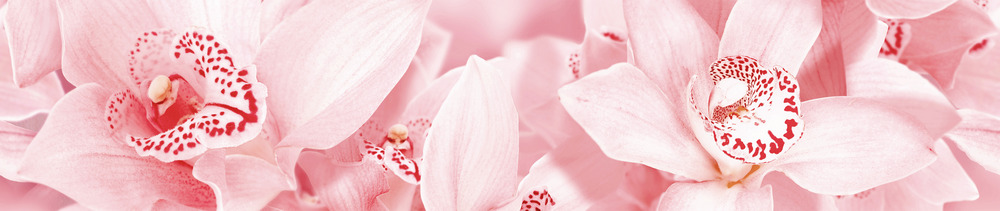 Aroma роз. бордюр 45*7,5